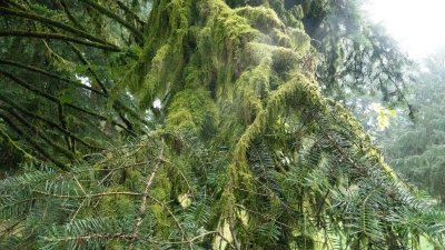 lichenmoss_on_tree