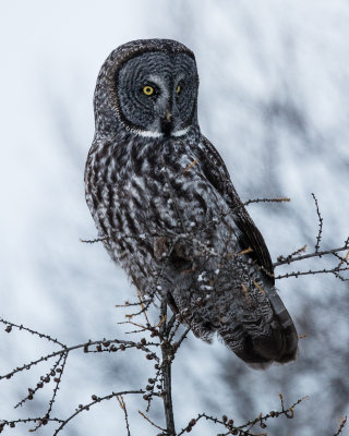 Great grey owl 2