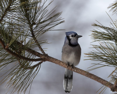 Blue Jay.