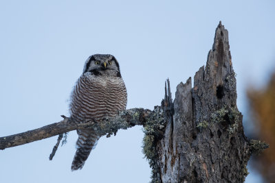 Northern Hawk Owl