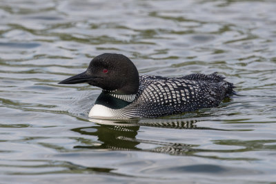 Loon