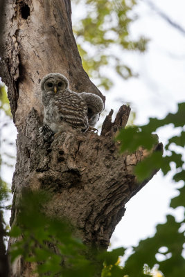 Young Barred owls