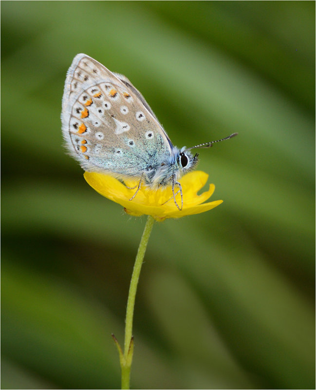 Common Blue