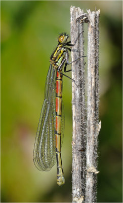 Large Red Damselfly