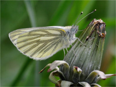 Green Veined White 