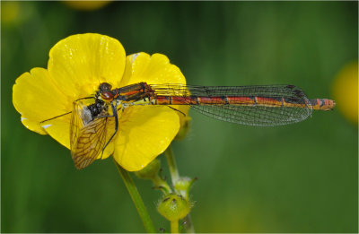 Large Red Damselfly feeding on an Alder Fly