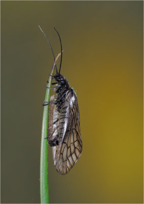 Alderfly laying eggs
