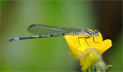 Azure Damselfly (male).