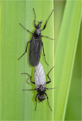 Mating St Mark's Flies (female above)