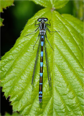 Variable Damselfly (female)