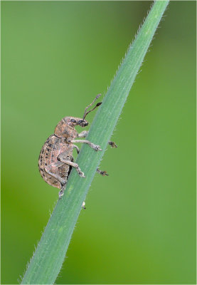 Liophloeus tessulatus (No common name for this Weevil)