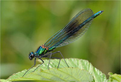 Banded Demoiselle (male)