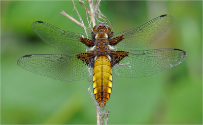 Broad Bodied Chaser (female)