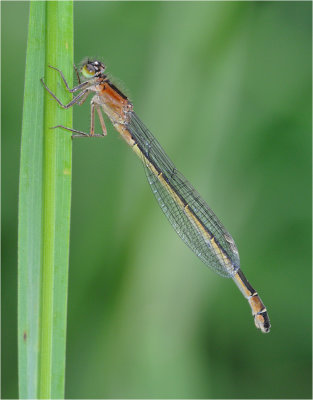 Blue Tailed Damselfly (immature)