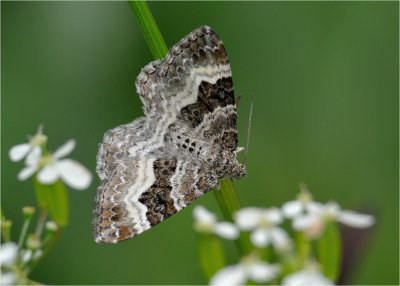 Carpet Moth