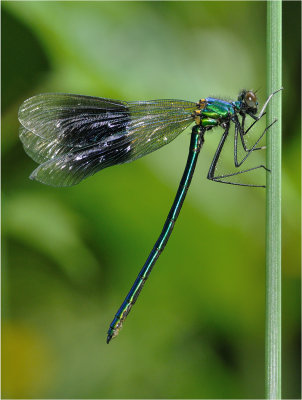 Banded Demoiselle (immature male)