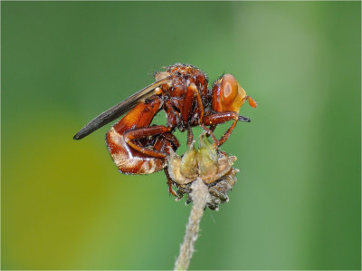 Conopid Fly (Thick-headed Fly) Sicus ferrugineus