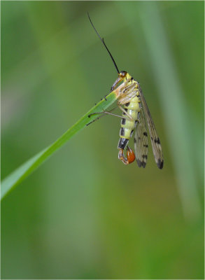 Scorpion Fly (male))