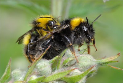 Mating Early Bumblebees (Bombus pratorum)