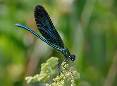 Beautiful Demoiselle (male)