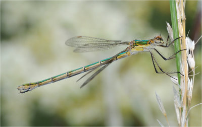 Emerald Damselfly