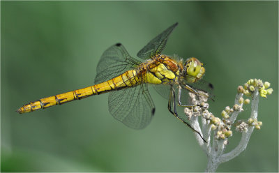 Common Darter 