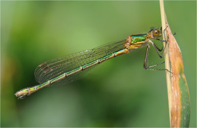 Emerald Damselfly