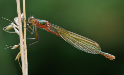 Emerald Damselfly (immature)