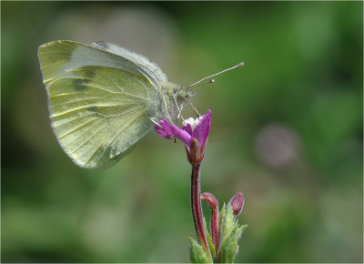 Small White 