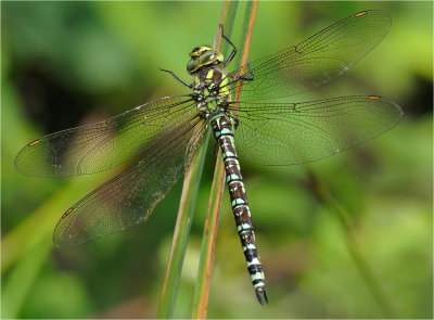 Southern Hawker (male)