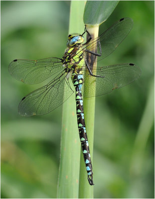 Southern Hawker (male)