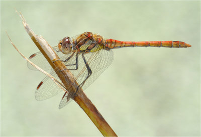 Common Darter (male)