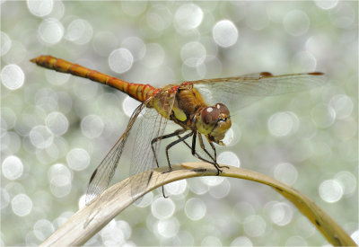 Common Darter 