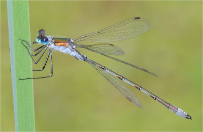 Emerald Damselfly (male)