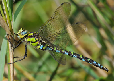 Southern Hawker (male)