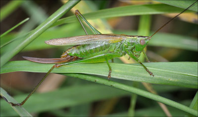 Long-winged Conehead (female)