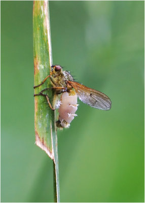 Yellow Dung Fly