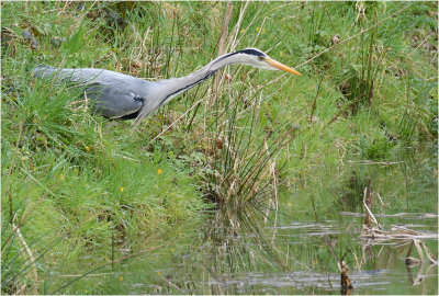 Heron