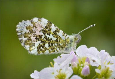 Orange Tip