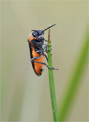 Sawfly (Dolerus madidus)