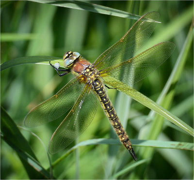 Hairy Dragonfly (female)