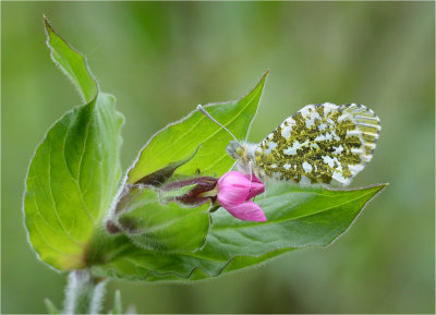 Orange Tip on Red Campion