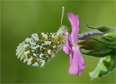 Orange Tip on Red Campion