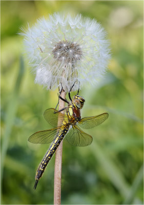 Hairy Dragonfly (female)