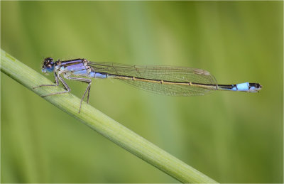 Blue-Tailed Damselfly, female violacea form.