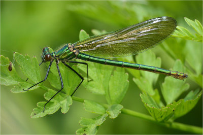 Banded Demoiselle (immature female)