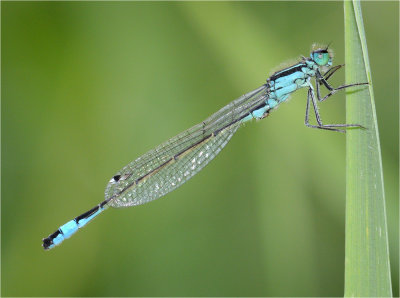 Blue-Tailed Damselfly