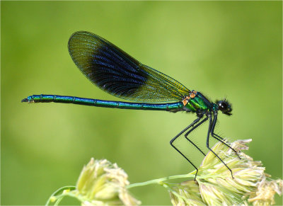 Banded Demoiselle, male