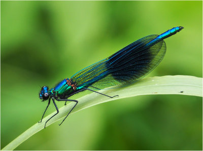 Banded Demoiselle (male)