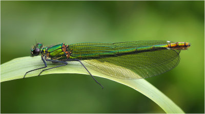 Banded Demoiselle (female)